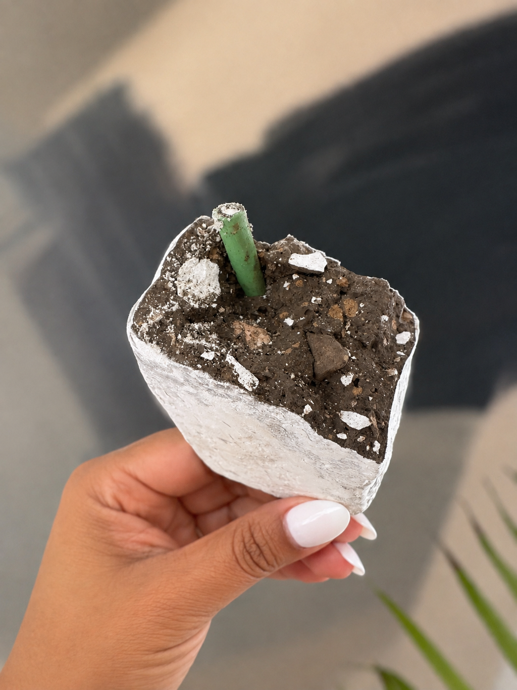 Paleta Tampiqueña